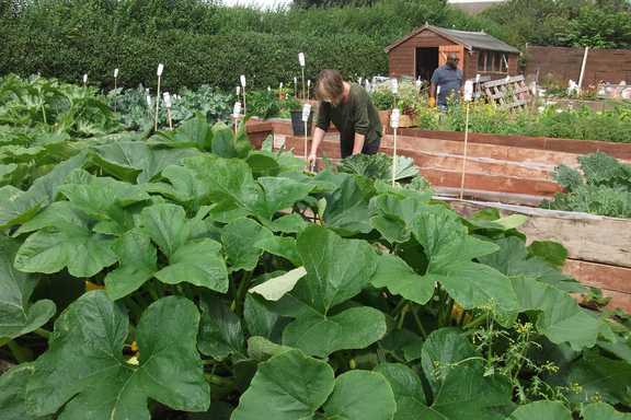 Community garden
